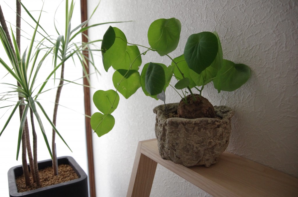 NORRMADE,STEPS,植物